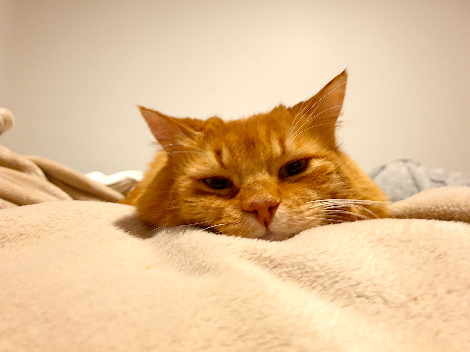 Alf taking a rest